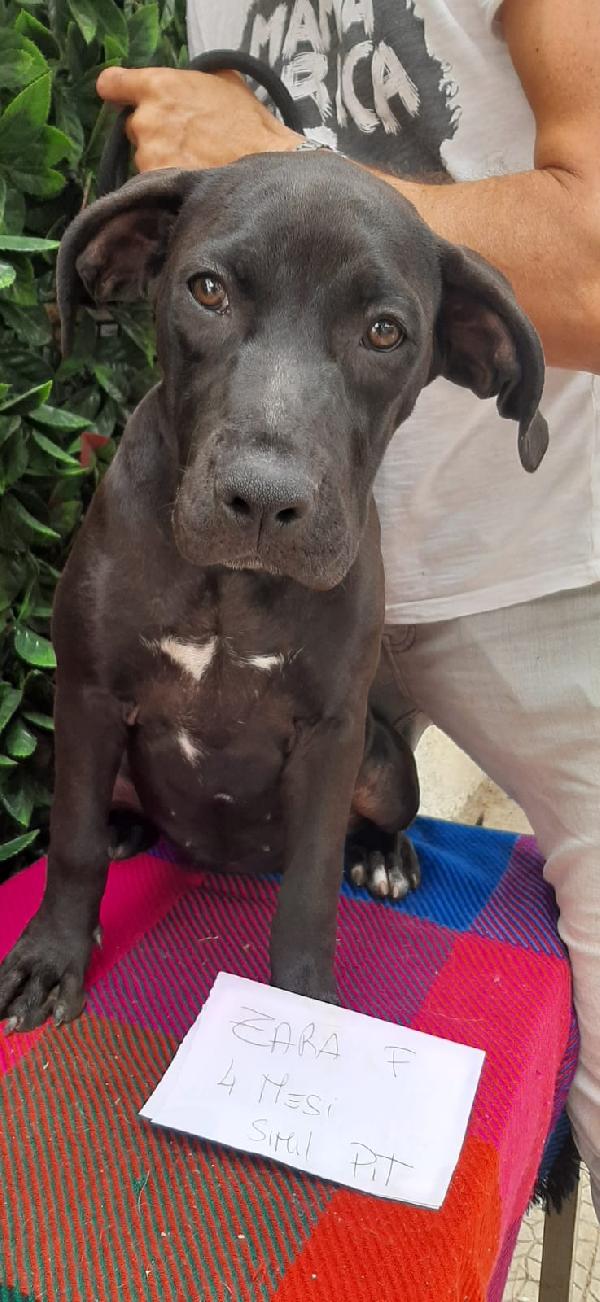 Zara , Simil Pit In Adozione 